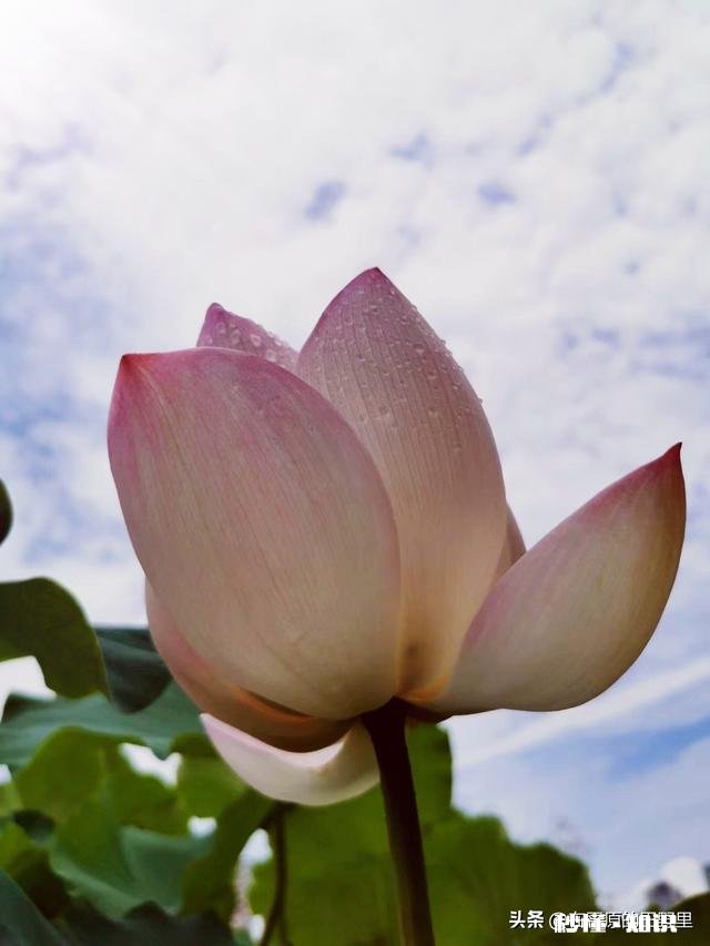如何以天空为背景拍摄荷花