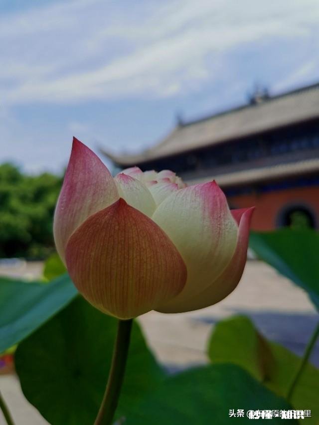 如何以天空为背景拍摄荷花