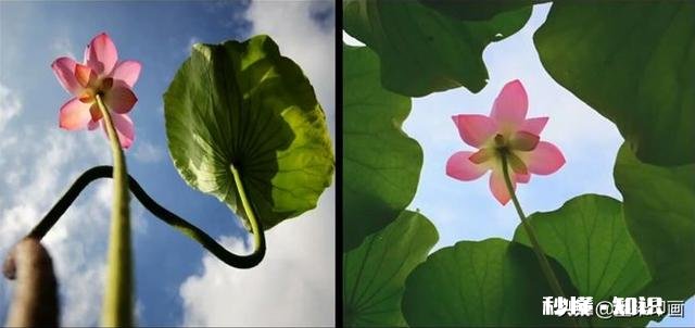 如何以天空为背景拍摄荷花