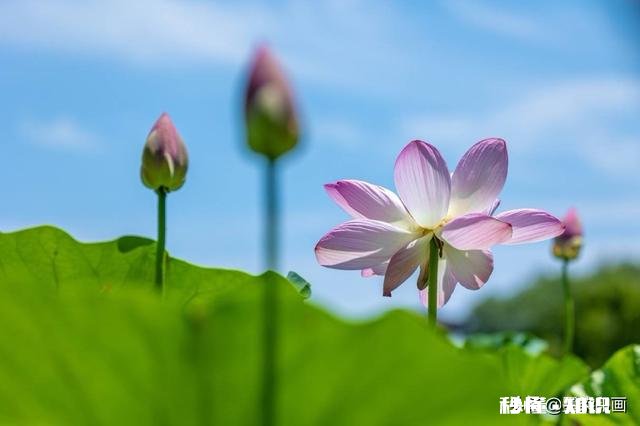 如何以天空为背景拍摄荷花