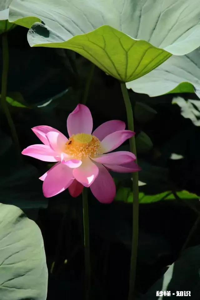 如何以天空为背景拍摄荷花