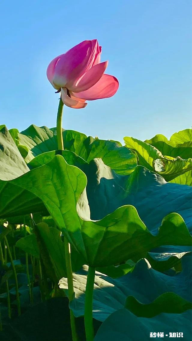 如何以天空为背景拍摄荷花