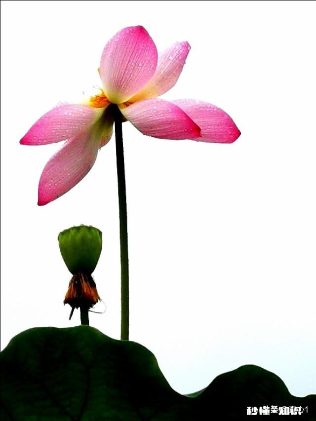 如何以天空为背景拍摄荷花