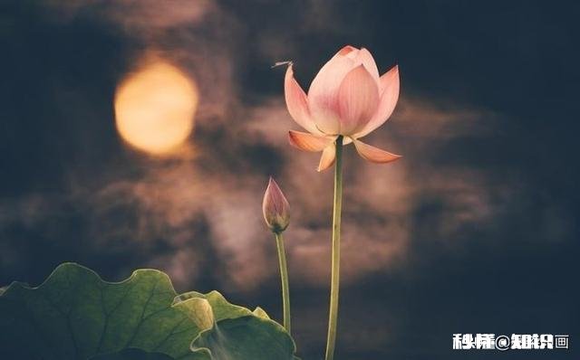 如何以天空为背景拍摄荷花