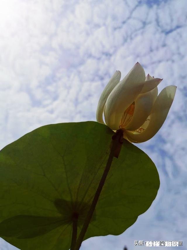 如何以天空为背景拍摄荷花