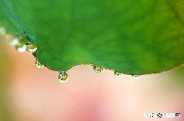 如何以天空为背景拍摄荷花