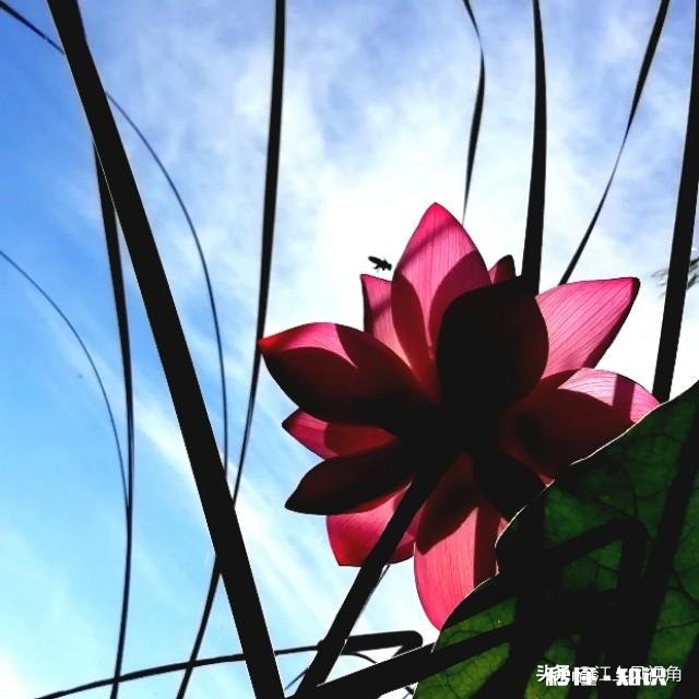 如何以天空为背景拍摄荷花