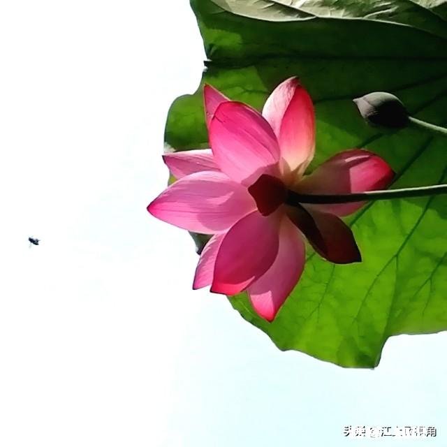 如何以天空为背景拍摄荷花