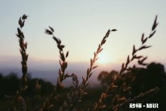 追女生的时候，男生的哪些举动会让女生心动