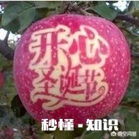 软枣树能接苹果树吗