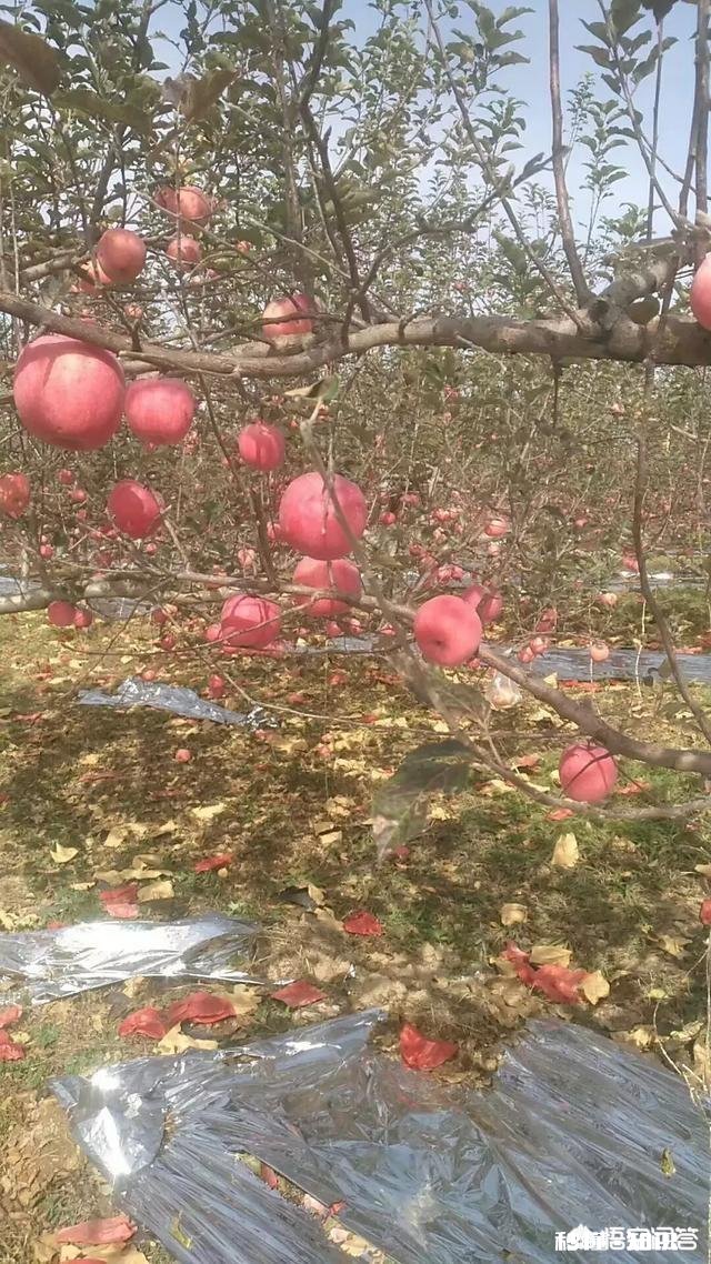 软枣树能接苹果树吗