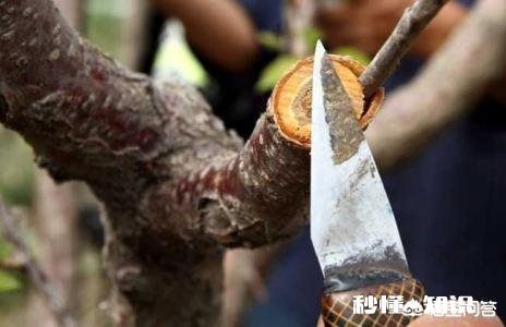 软枣树能接苹果树吗