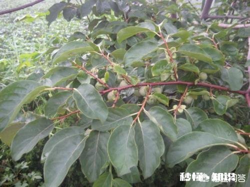 软枣树能接苹果树吗