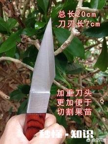 软枣树能接苹果树吗