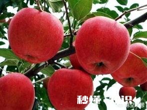 软枣树能接苹果树吗