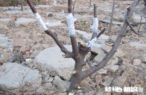 软枣树能接苹果树吗