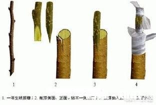 软枣树能接苹果树吗