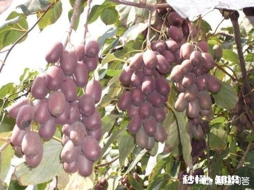 软枣树能接苹果树吗