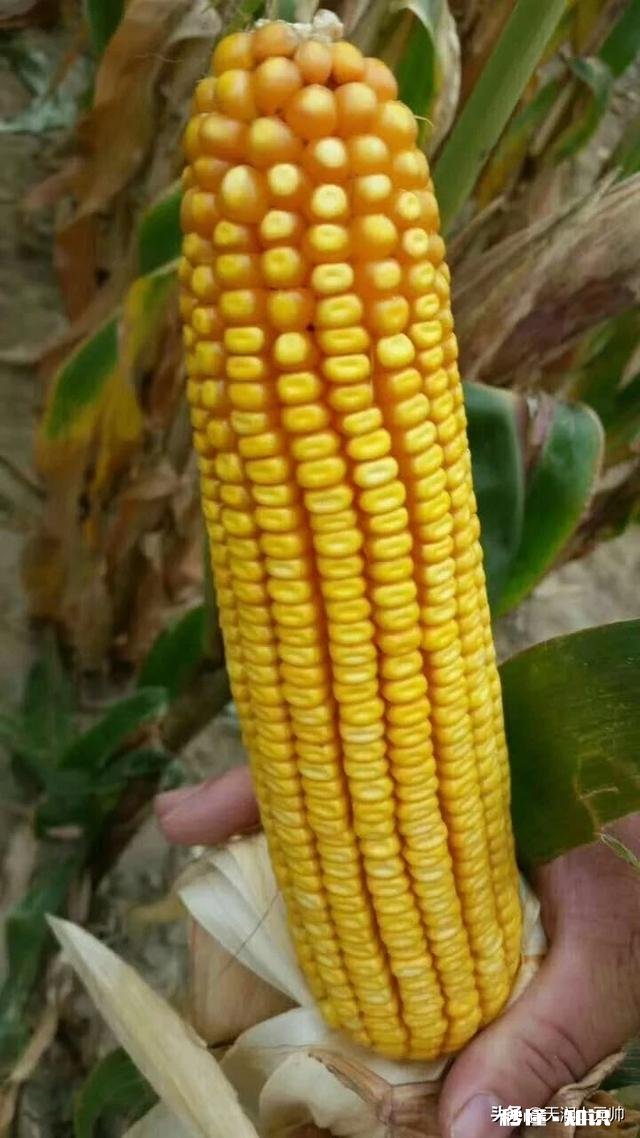 如何挑到高产的玉米种子