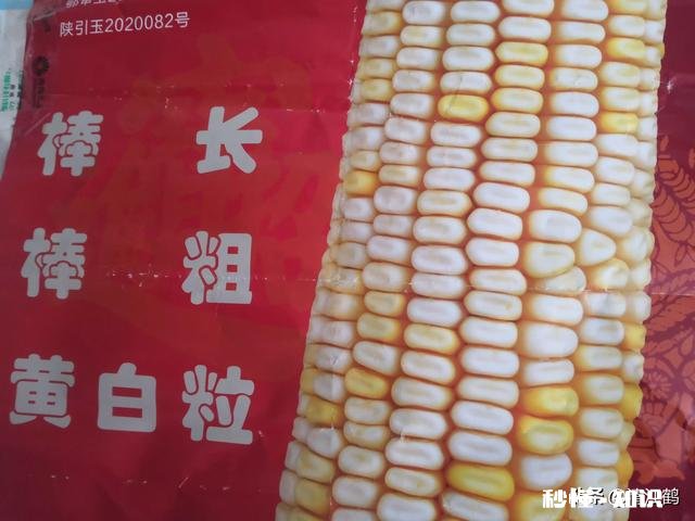 如何挑到高产的玉米种子