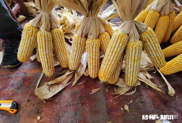 如何挑到高产的玉米种子