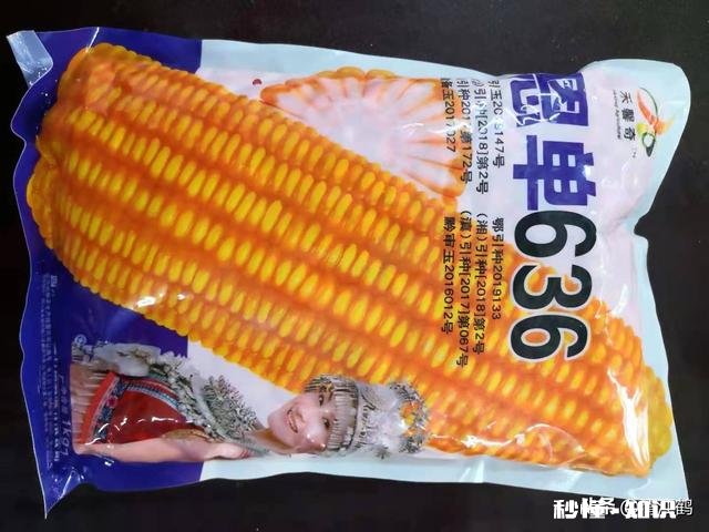 如何挑到高产的玉米种子