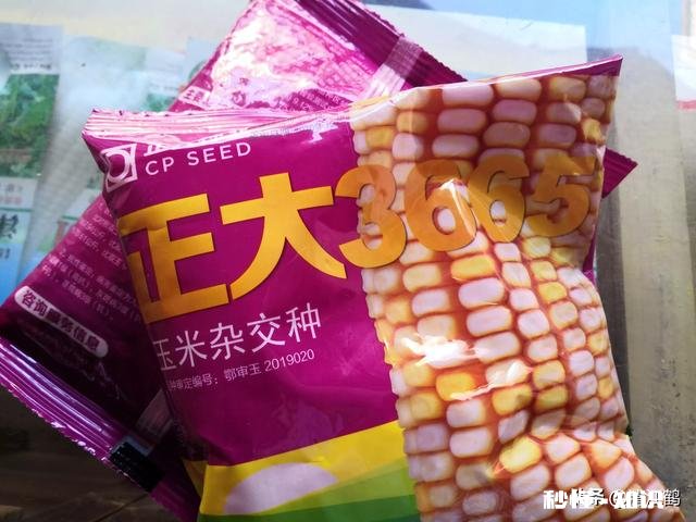 如何挑到高产的玉米种子