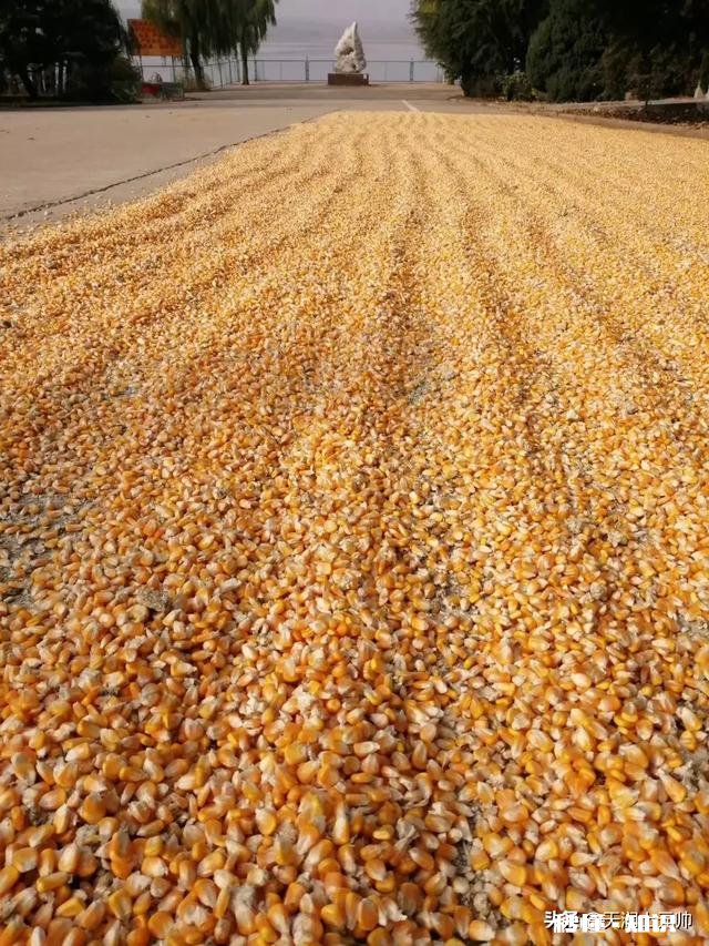 如何挑到高产的玉米种子