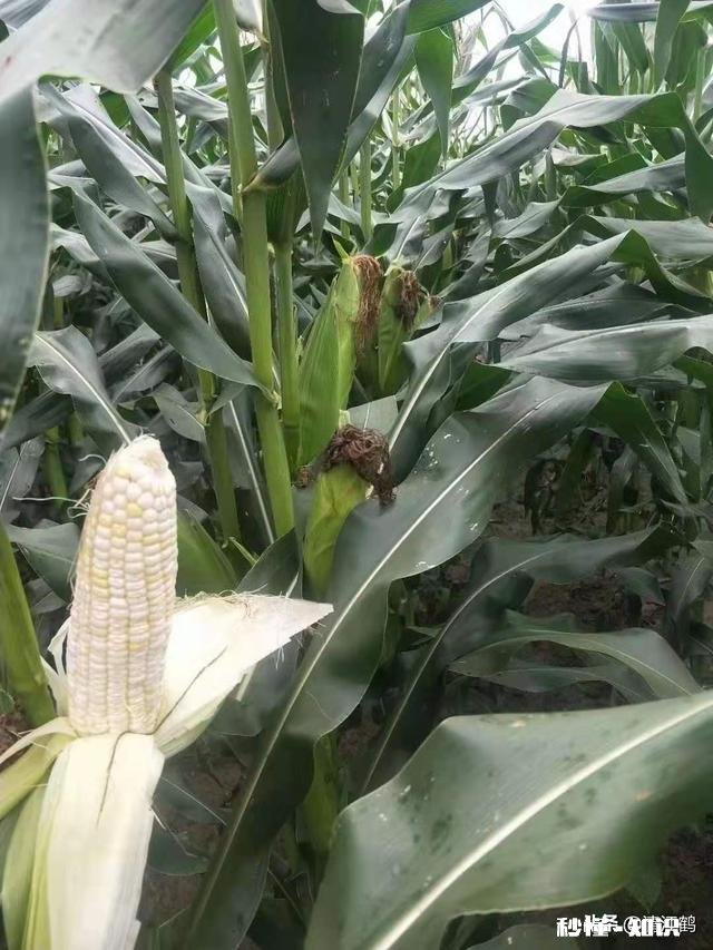 如何挑到高产的玉米种子