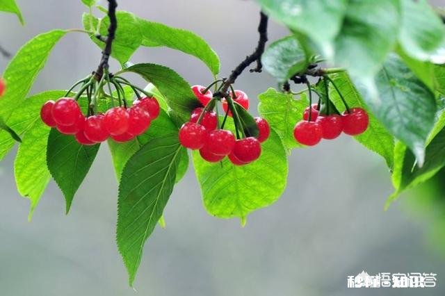 19年烟台车厘子大概多少钱一斤