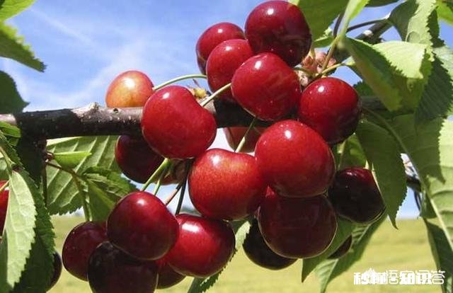 19年烟台车厘子大概多少钱一斤