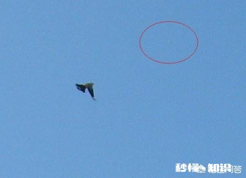 西安训鸟人怎么呢