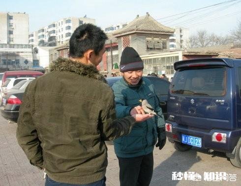 西安训鸟人怎么呢