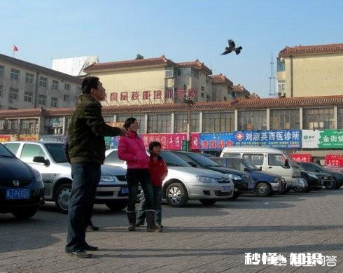 西安训鸟人怎么呢