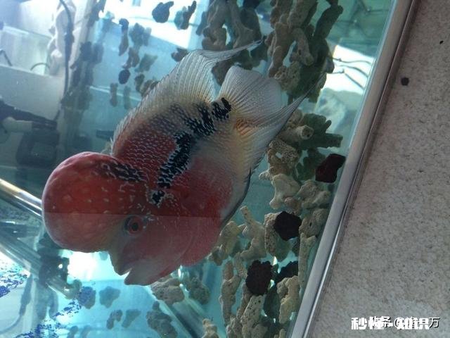 罗汉鱼凸眼是什么原因