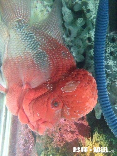 罗汉鱼凸眼是什么原因