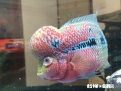 罗汉鱼凸眼是什么原因