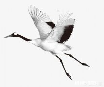 为什么人能像鱼一样在水里游，却不能像鸟一样在天上飞