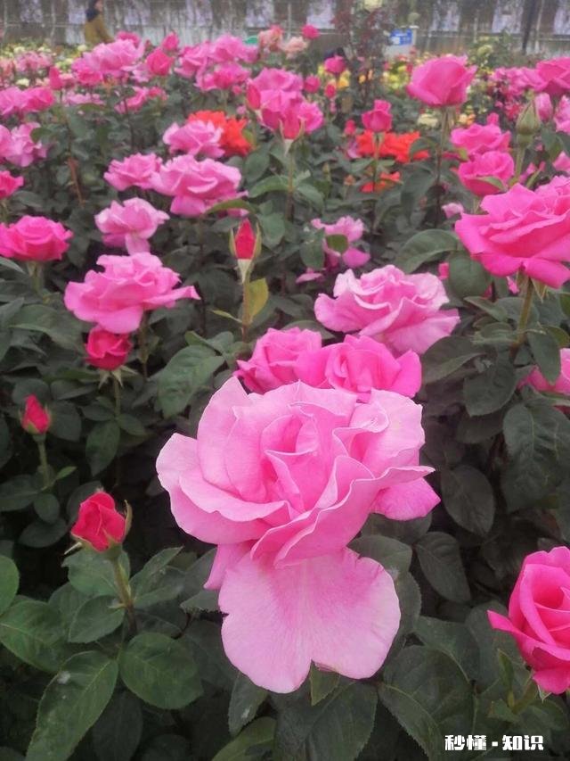 你认为最能体现你家乡特色的景物或者小吃是什么