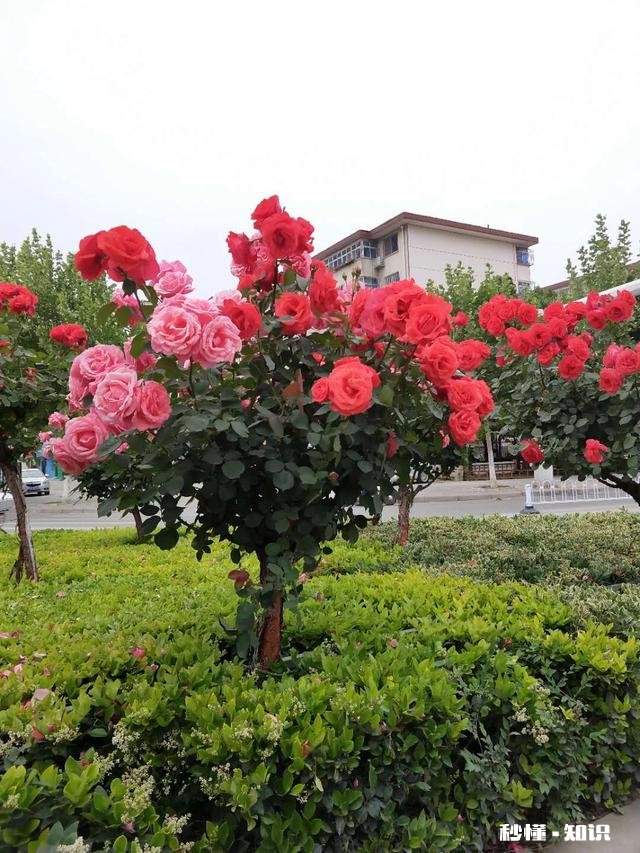 你认为最能体现你家乡特色的景物或者小吃是什么