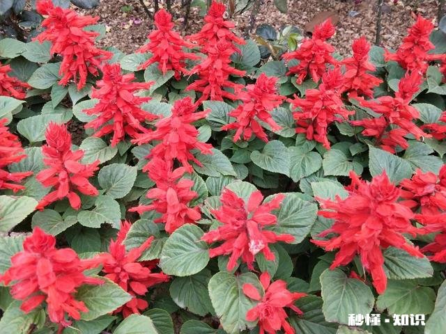 你认为最能体现你家乡特色的景物或者小吃是什么