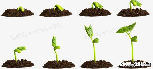 小学一年级观察日记都种什么