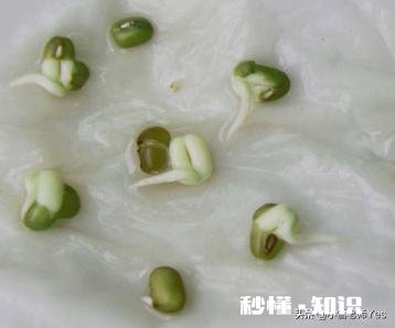 小学一年级观察日记都种什么