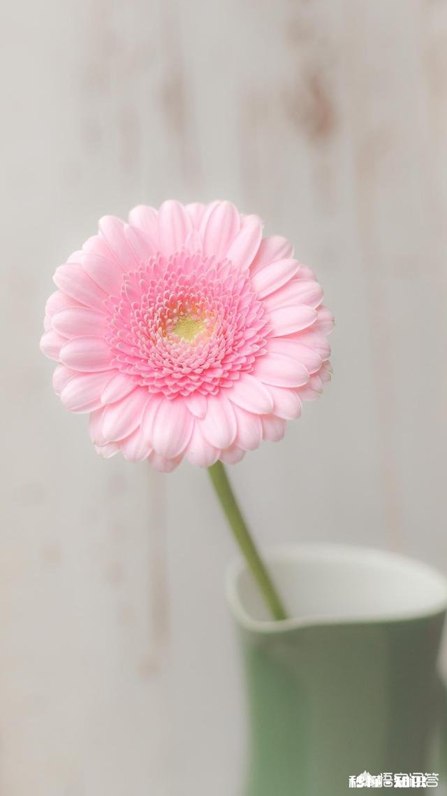 3月12号会千股涨停吗