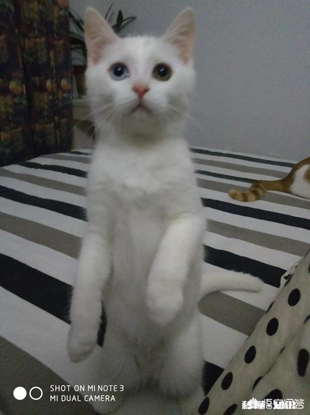 就要放假了，你想带你的宠物回老家过年吗