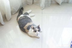 就要放假了，你想带你的宠物回老家过年吗