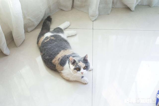 就要放假了，你想带你的宠物回老家过年吗