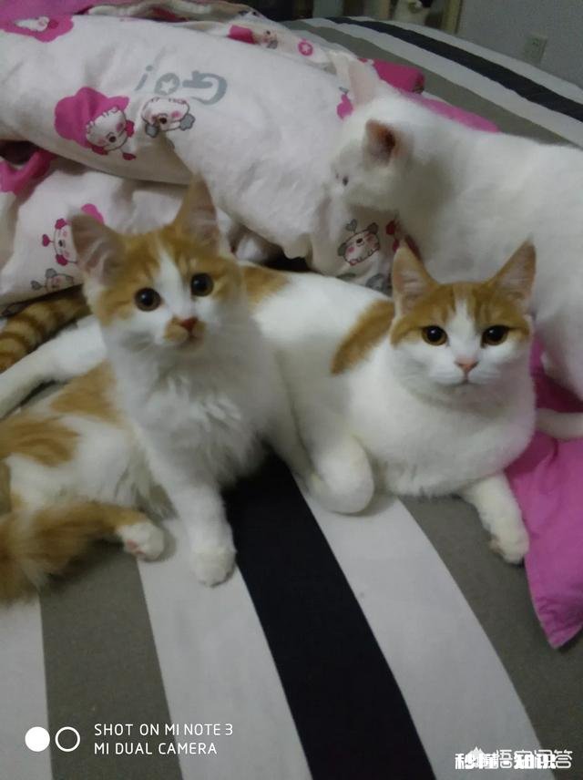 就要放假了，你想带你的宠物回老家过年吗