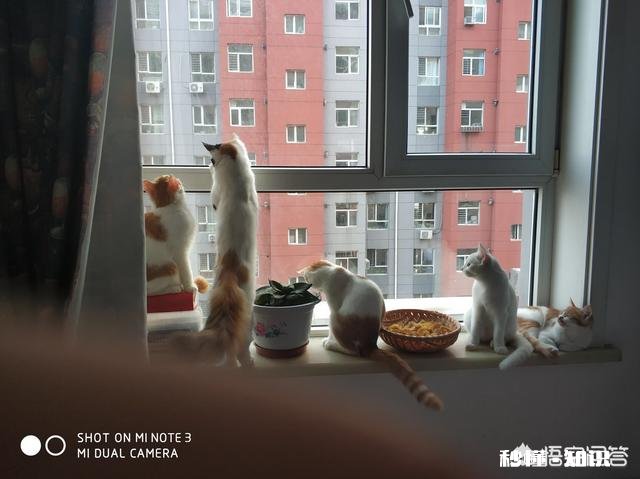 就要放假了，你想带你的宠物回老家过年吗