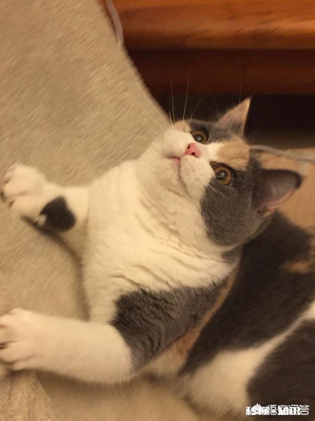 就要放假了，你想带你的宠物回老家过年吗